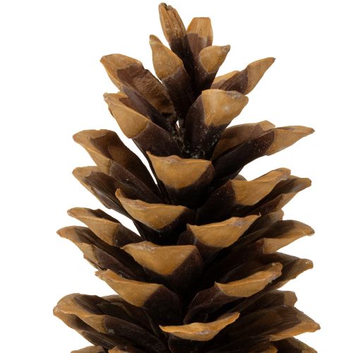 Article Pommes de pin en sucre naturelles 20-25 cm
