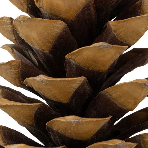 Article Pommes de pin en sucre naturelles 20-25 cm