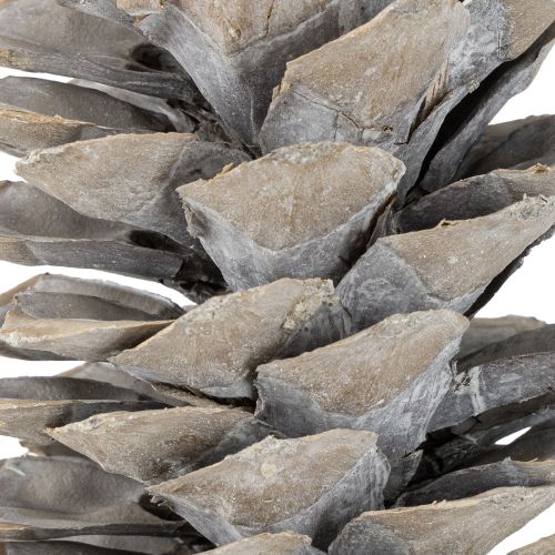 Article Pommes de pin à sucre blanchies à la chaux 20cm - 30cm