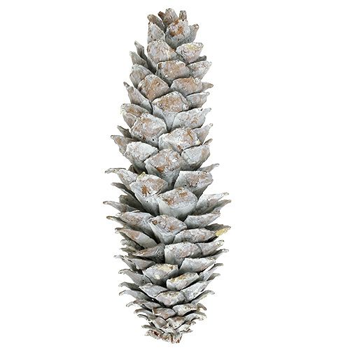 Pommes de pin à sucre, blanchies à la chaux 20cm - 30cm