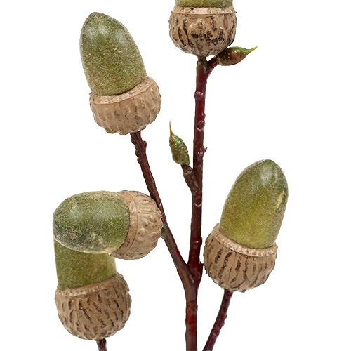 Floristik24 Branche avec gland marron, vert L30cm