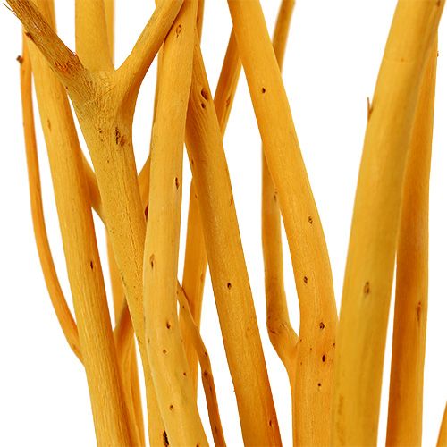 Floristik24 Branches décoratives Mitsumata jaune 45-60cm 12 pcs