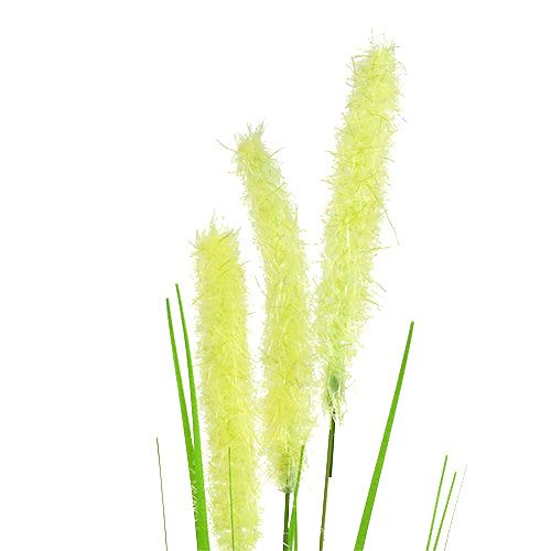 Floristik24 Graminées 68 cm vert 6 p.