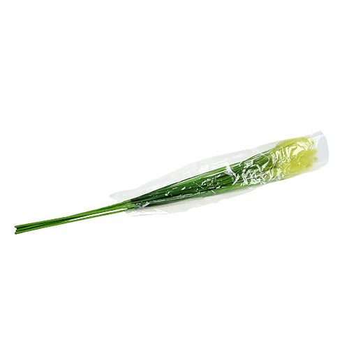 Floristik24 Graminées 68 cm vert 6 p.
