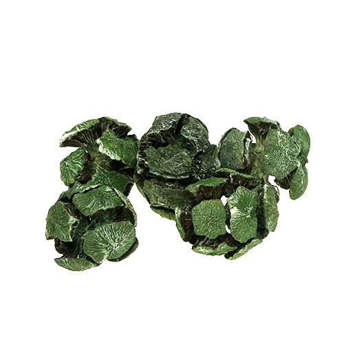 Floristik24 Cônes de cyprès 3cm verts 500g