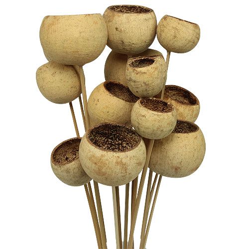 Floristik24 Bell Cup sur bâtonnet Déco exotique Nature 4-5,5cm 15 pcs