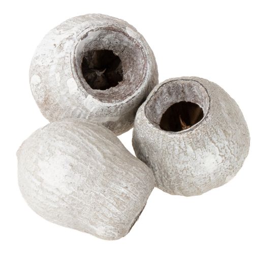 Floristik24 Bellgums blanchis à la chaux 2cm - 5cm 500g