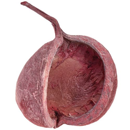 Floristik24 Noix de Bouddha Rouge Blanc Décoration Naturelle Séchée Ø5,5–9,5cm 5 pcs
