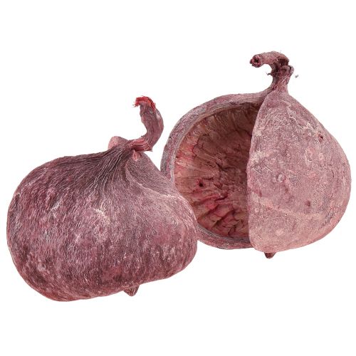 Article Noix de Bouddha Rouge Blanc Décoration Naturelle Séchée Ø5,5–9,5cm 5 pcs
