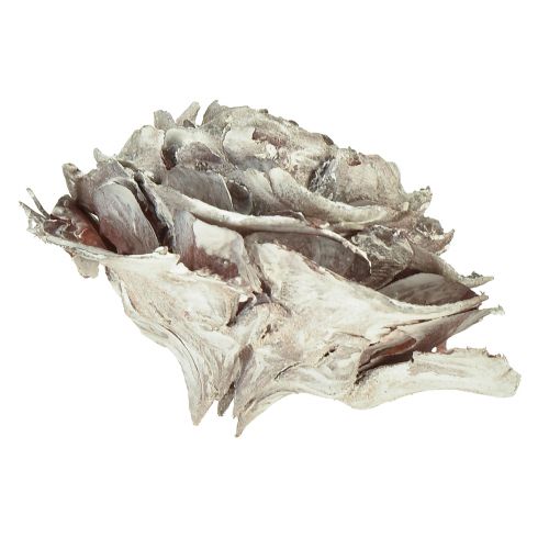 Floristik24 Cônes de cèdre coupés en cèdre rose rose 4-6cm blanc/naturel 50 pièces