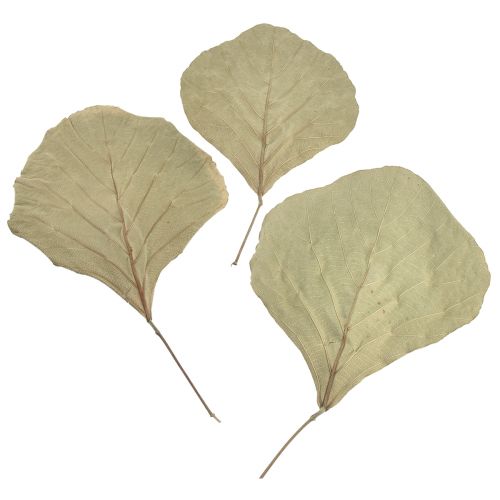 Article Feuilles de cobra séchées vertes naturelles 15cm–17cm 50 pcs