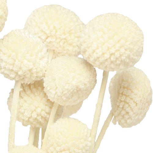 Floristik24 Craspedia pilons séchés crème 45-55cm 20 pcs