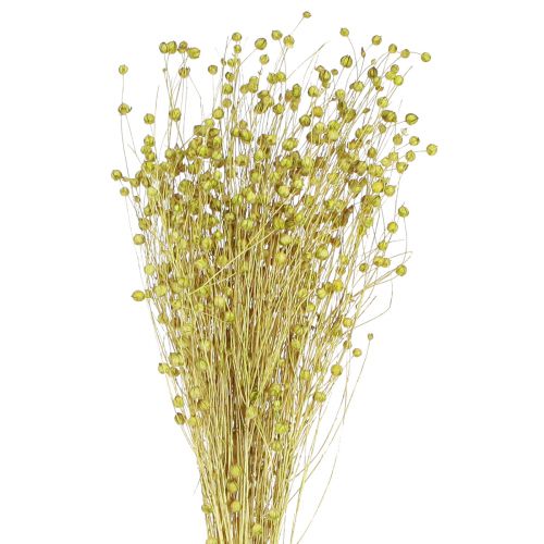 Floristik24 Déco Lin Fleurs Séchées Vert Olive 50g