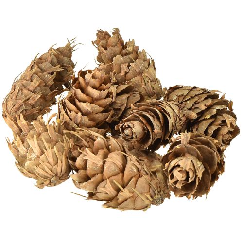 Floristik24 Cônes Douglas 1,3 kg
