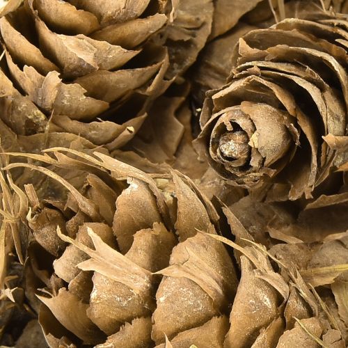 Article Cônes Douglas 1,3 kg