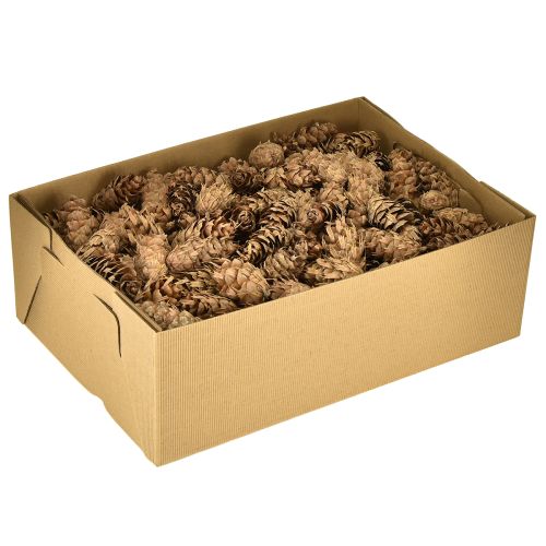 Article Cônes Douglas 1,3 kg