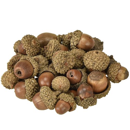 Floristik24 Glands pour décoration, décoration d'automne, fruits d'automne naturels Ø1,5 – 2,5cm L1,5 – 3cm 300g