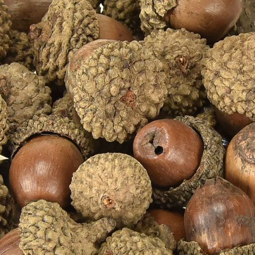 Article Glands pour décoration, décoration d'automne, fruits d'automne naturels Ø1,5 – 2,5cm L1,5 – 3cm 300g