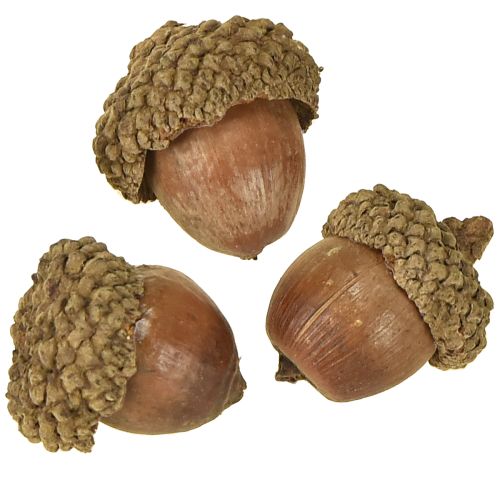 Article Glands pour décoration, décoration d'automne, fruits d'automne naturels Ø1,5 – 2,5cm L1,5 – 3cm 300g