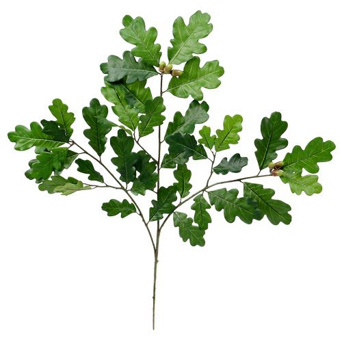 Floristik24 Branche de chêne verte 65 cm