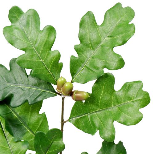 Floristik24 Branche de chêne verte 65 cm
