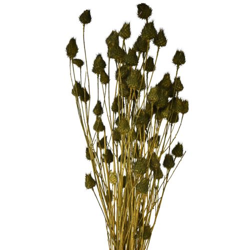 Article Fraise chardon décoration sèche vert olive Ø1–2cm L55cm 100g