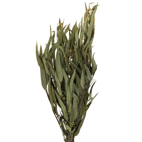 Floristik24 Branches d&#39;eucalyptus préservées, feuilles vertes ovales, 150 g