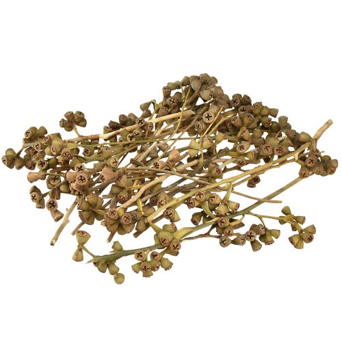 Article Branches d&#39;eucalyptus eucalyptus exotique décoratif naturel 20-30cm 25 pcs