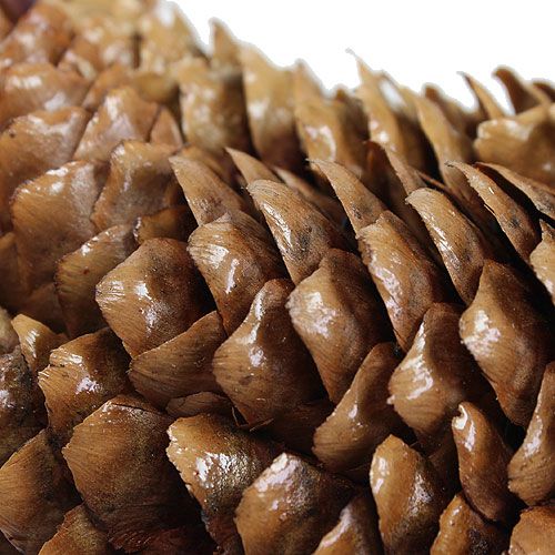 Floristik24 Couronne en cônes d'épicéa Ø 35 cm