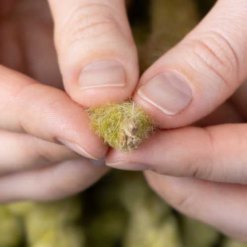 Article Cordon en feutrine duveteuse Mirabell, laine, vert, ruban décoratif de 25 m pour l'art floral, la décoration, les loisirs créatifs et le bricolage.