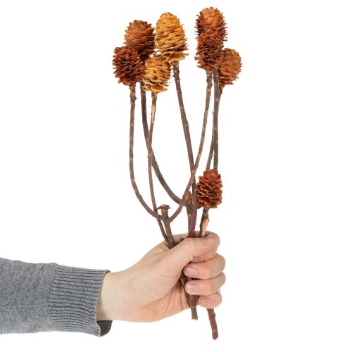 Article Glabrum Leucospermum Fleurs séchées 25-40 cm 25 pièces