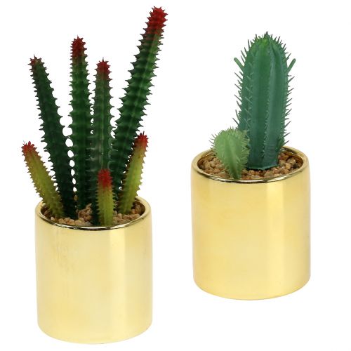 Floristik24 Cactus vert en pot doré 12cm - 17cm 4pcs