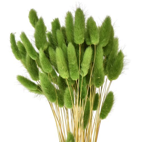 Floristik24 Herbe à queue de lapin herbe ornementale Lagurus vert olive L65cm 50g
