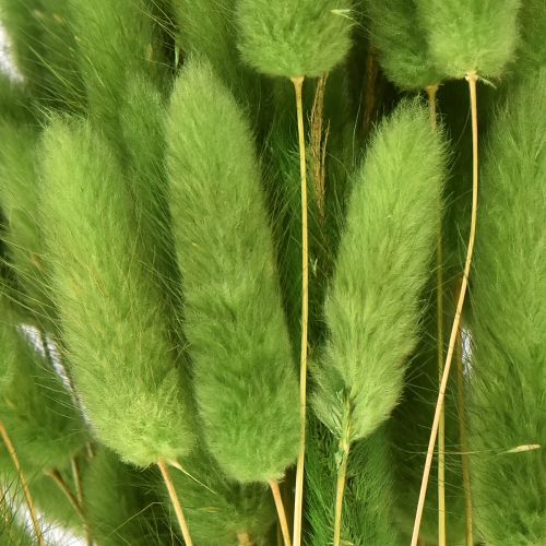 Article Herbe à queue de lapin herbe ornementale Lagurus vert olive L65cm 50g