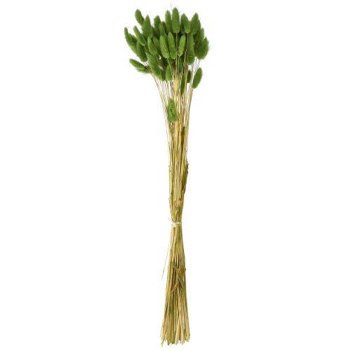 Article Herbe à queue de lapin herbe ornementale Lagurus vert olive L65cm 50g