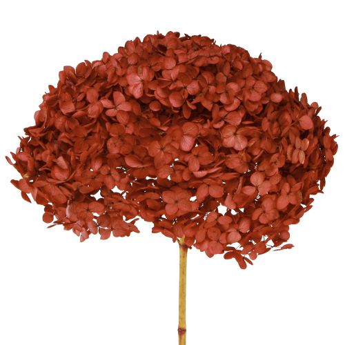 Floristik24 Hortensia Fleurs Séchées Stabilisées Rouge Ø20cm L50–60cm