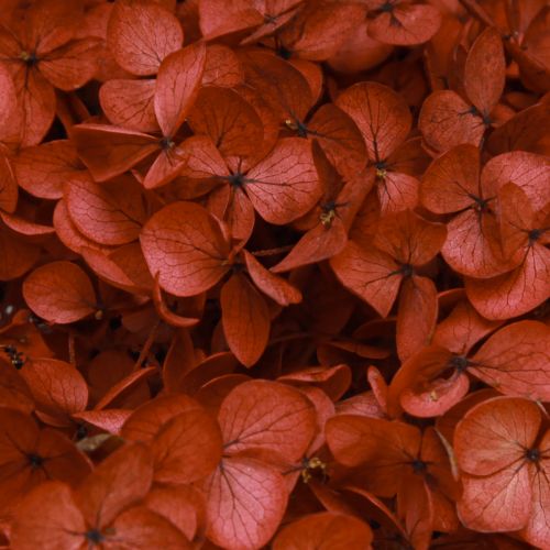 Floristik24 Hortensia Fleurs Séchées Stabilisées Rouge Ø20cm L50–60cm