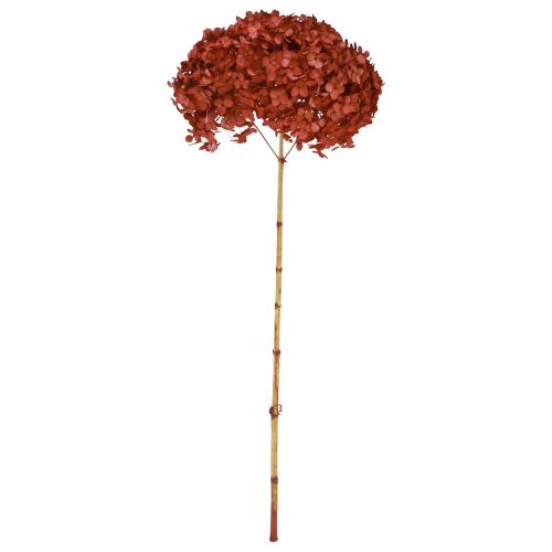 Floristik24 Hortensia Fleurs Séchées Stabilisées Rouge Ø20cm L50–60cm