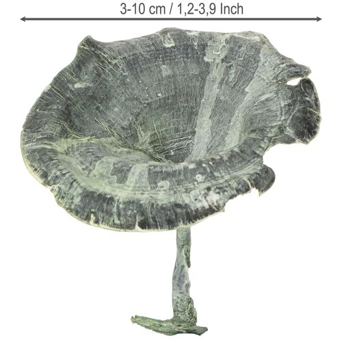 Article Champignon Kalix vert, blanchi à la chaux, 100 pièces