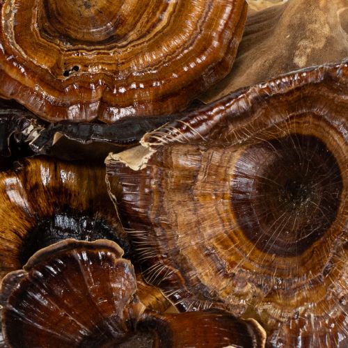 Article Kalix Champignon Vernis Naturel 100 pcs