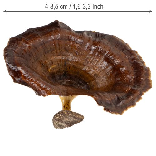 Article Kalix Champignon Vernis Naturel 100 pcs