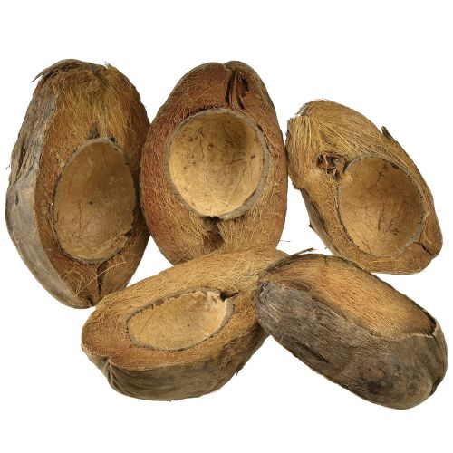 Noix de coco comme bol à plantes pot de plante naturel 20cm 5 pcs