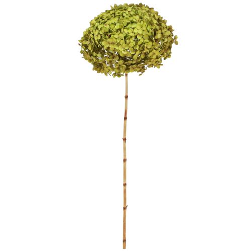 Floristik24 Hortensia stabilisé grand en vert Ø20cm L50–60cm