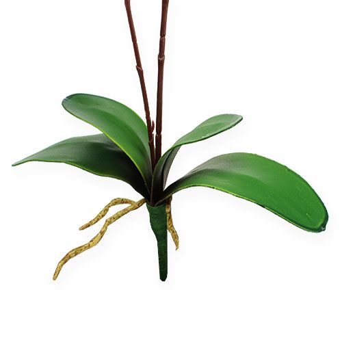 Floristik24 Déco orchidée rouge 68cm