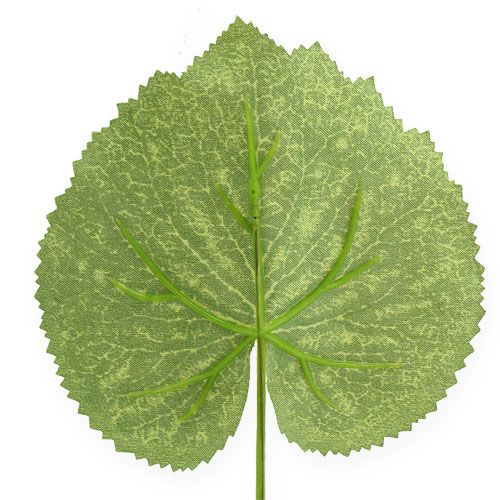 Floristik24 Plante déco feuilles Galax L10cm L22cm 24pcs