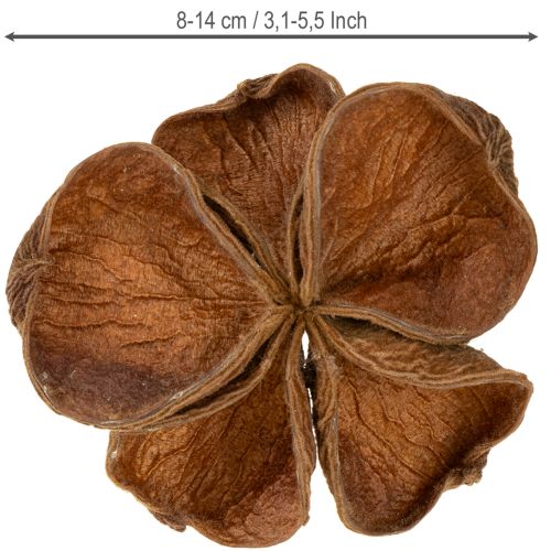 Article Landlotus Nature 50 pièces