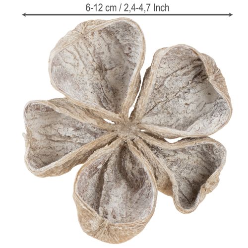 Lot de 50 lotus blancs délavés 6-12 cm | Floristik24.fr