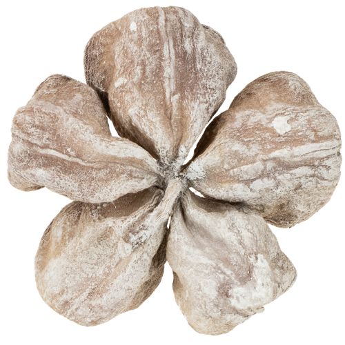 Lot de 50 lotus blancs délavés 6-12 cm | Floristik24.fr