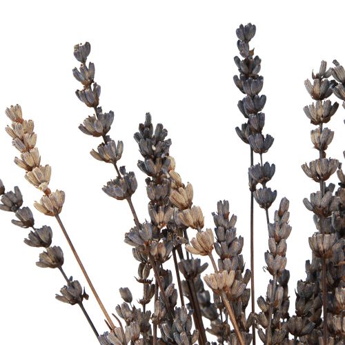 Article Fleurs séchées parfumées de lavande 35-40cm 50g