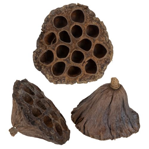Floristik24 Bulbe de lotus grand 100 pcs naturel